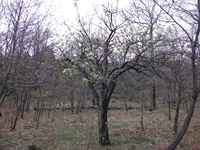 Serra_Buffa - 20110417 090.jpg